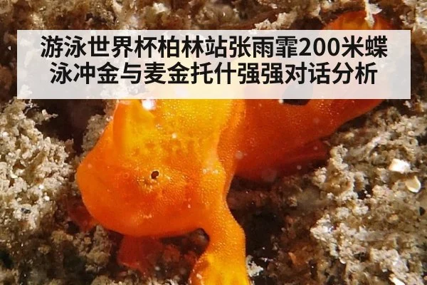 游泳世界杯柏林站张雨霏200米蝶泳冲金与麦金托什强强对话分析